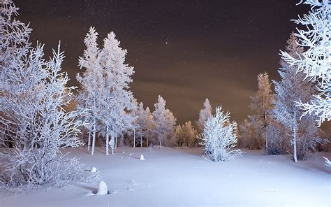 Pine Trees Covered In Snow At Night Hd Wallpaper Wallpaper Flare