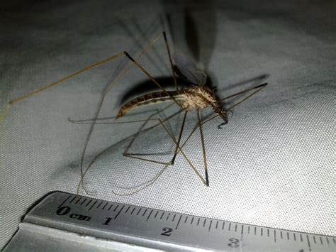 Vcs Junk Freaking Huge Mosquito