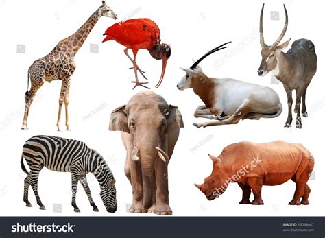 Wild Animal Collection Isolated On White Stock Photo 59098447
