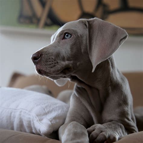 The search tool above returns a list of breeders located. Labrador Retriever Breeders & Puppies For Sale In California