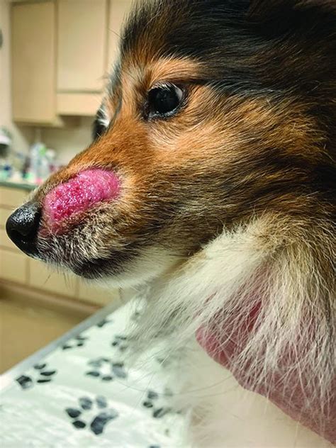 What Does An Infected Lip Ring Look Like On A Dog