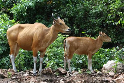 The Female And Baby Red Cow In Nature Garden Stock Photo Image Of
