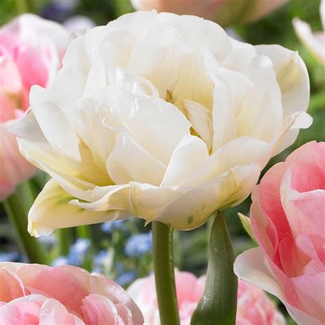 Buy Double Late Tulip Bulbs Tulipa Mount Tacoma £249 Delivery By Crocus