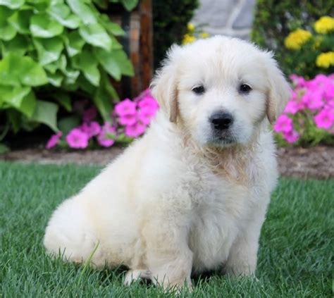 It would be fair to say. Golden Retriever Puppies For Sale | New York, NY #230445