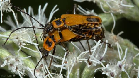 Goldenrod Soldier Beetle North American Insects And Spiders