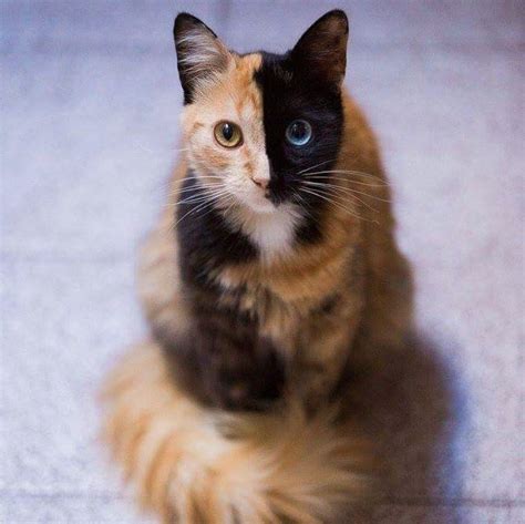 Gorgeous Two Faced Odd Eyed Cat Rcats