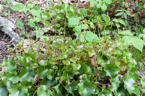 Plantfiles Pictures Beetleweed Wandflower Galax Urceolata By Chuck1234