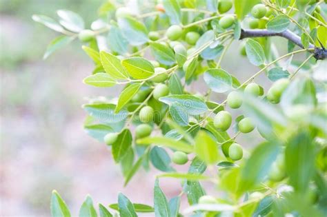 Branch Of Jujube With Green Raw Fruits Leaves And Fruits Of Jujube A