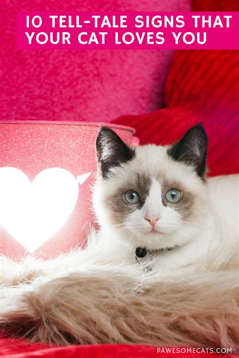 10 Tell Tale Signs That Your Cat Loves You Love Your Pet Cat Love