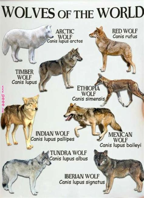 Message Me Pinterest Wolf Animals And Dogs Message Me