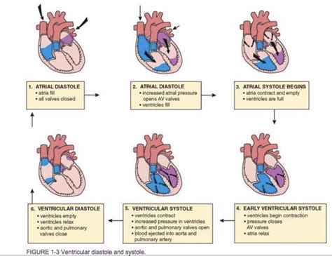 Guide On How The Heart Pumps Blood Coolguides