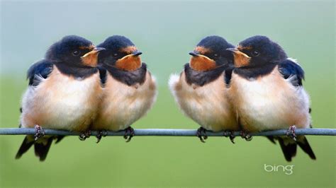 Microsoft Bing Wallpaper Birds