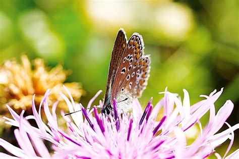 Common Blue Butterfly Flower Free Photo On Pixabay Pixabay