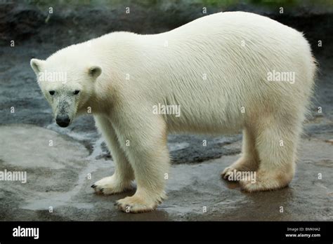 A Big Polar Bear Walking Around On A Large Rock Formation Stock Photo