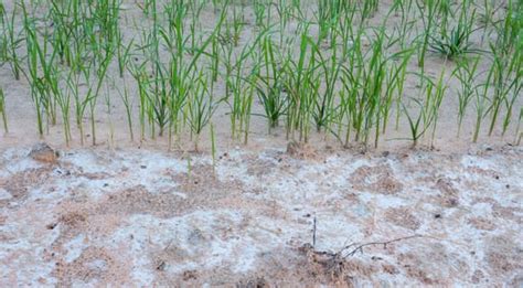 Soil Salinization How To Prevent And Manage Its Effects