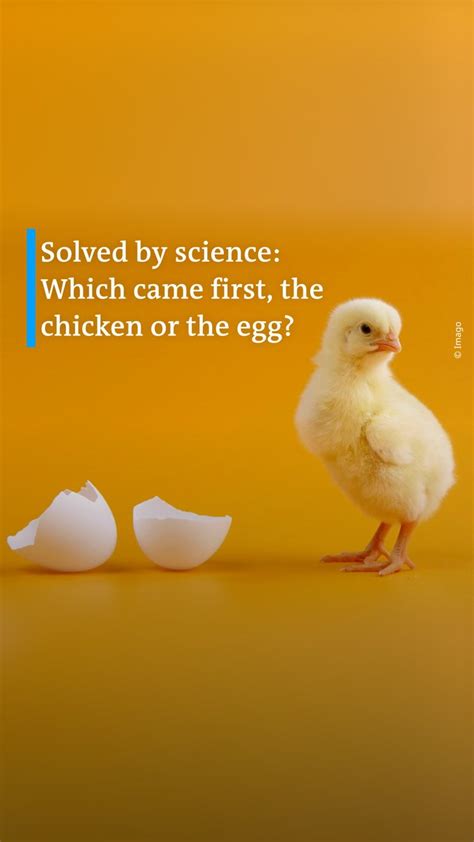 Dw Science On Twitter 🎞️ Solved By Science Which Came First The Chicken Or The Egg 🥚😯🐤