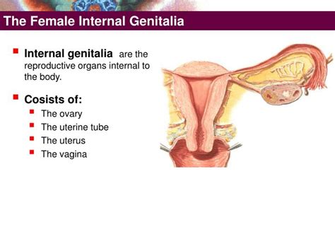 Understand the origins of the external genitalia. PPT - The Female External Genitalia PowerPoint ...