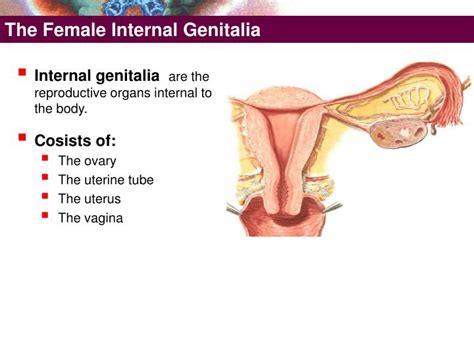 A wide variety of female internal thread options are available to you, such. PPT - The Female External Genitalia PowerPoint ...