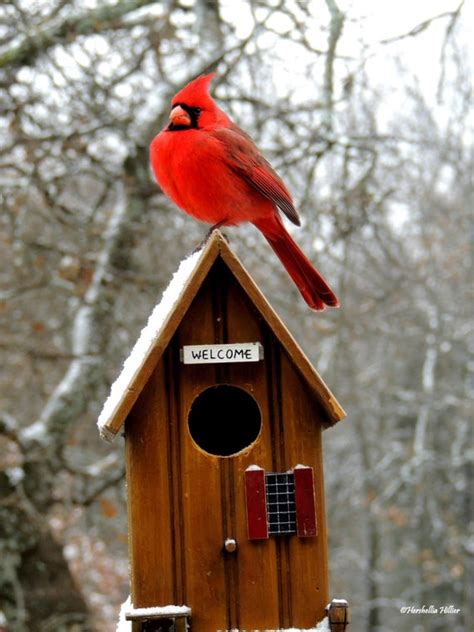 It is also known colloquially as the redbird, common cardinal, red cardinal, or just cardinal (which was its name prior to 1985). Items similar to Red Cardinal Home Decor, Bird Photography ...