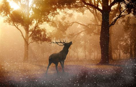 Deer 4k Wallpapers Top Free Deer 4k Backgrounds Wallpaperaccess