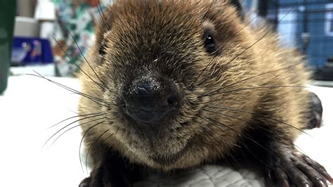 Animal rescue: Tallahassee beaver's misadventures end with bubble bath