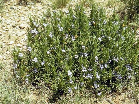 Dyschoriste Linearis Snake Herb 2298 With Images