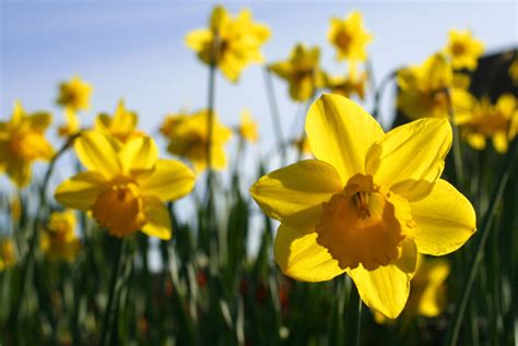 Filespring Daffodils Wikimedia Commons