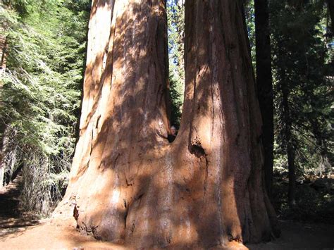 Massive Tree in Sequoia | What can I say, those trees are BI… | Flickr
