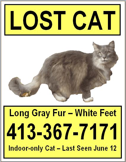 Felines have excellent instincts, but indoor cats aren't used to surviving on their own, unlike feral ones. Small Cat Poster Indoor No Reward - Lost Pet Research and ...