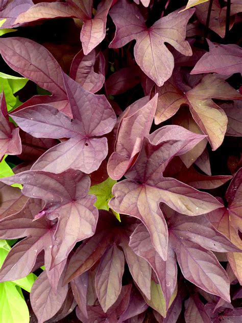 Can You Eat Ornamental Sweet Potato Vines Heres What To Know