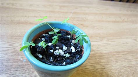My New Sensitive Plant Seedlings Mimosa Pudica Youtube