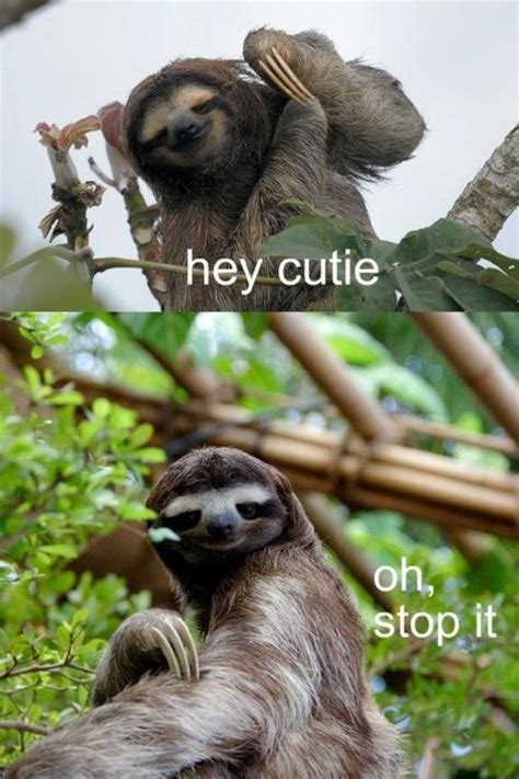 Cute Sloth Cute Baby Sloths Baby Sloth