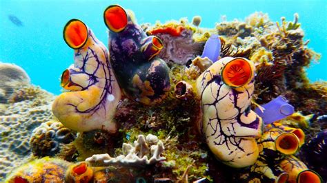 Over 100 New Marine Species Discovered In Ph Abs Cbn News
