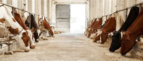 Herd Of Milk Cows Feeding Hay In Cow Shed On Farm Stock Photo Image