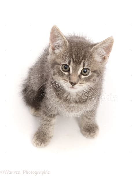 Grey Tabby Kitten Sitting Looking Up Photo Wp49213