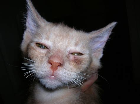 Ringworm In Cats Biological Science Picture Directory