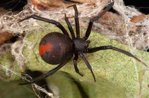10 Most Venomous Spiders In Australia Travel Earth Australian Spider Spiders In Australia