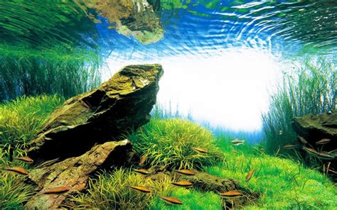 Nature Aquarium Creator Takashi Amano Aquascaping Love