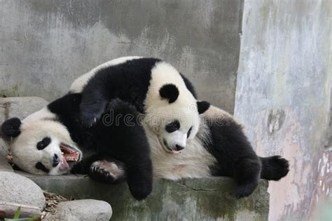 Precious Moment Of Mother Panda And Her Cub Stock Image Image Of