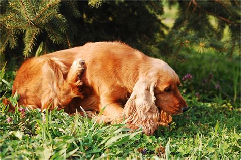 How Do You Treat Staph Infection In Dogs Naturally