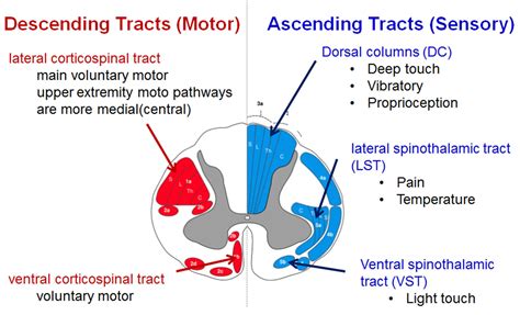 Spinal Cord Monitoring Basic Science Spinal Cord Anatomy