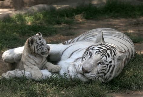 Exhiben tigres blancos de Bengala considerados en peligro de extinción