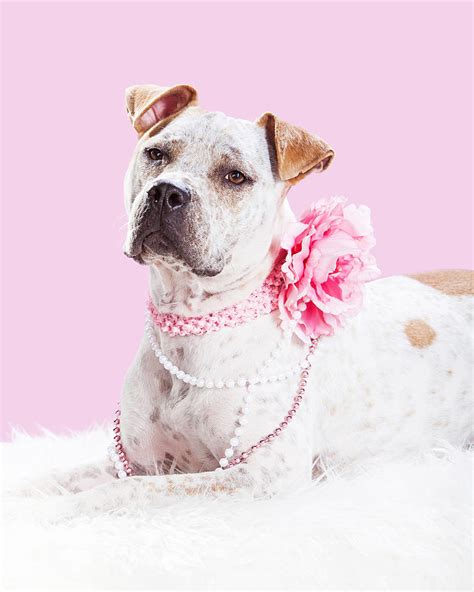 Beautiful Female Pit Bull Dog In Pink Photograph By Good Focused Fine