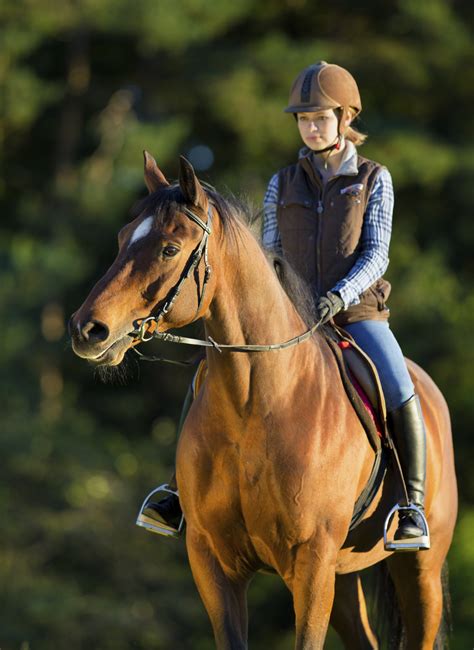 Tackling Tendon Injuries Horse And Rider