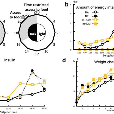 Time Restricted Feeding Delayed Circadian Rhythm And Increased The