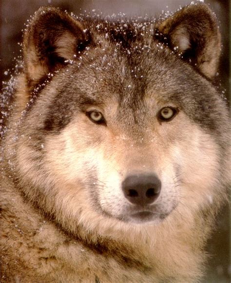 Find wolf pictures and wolf photos on desktop nexus. Wolves