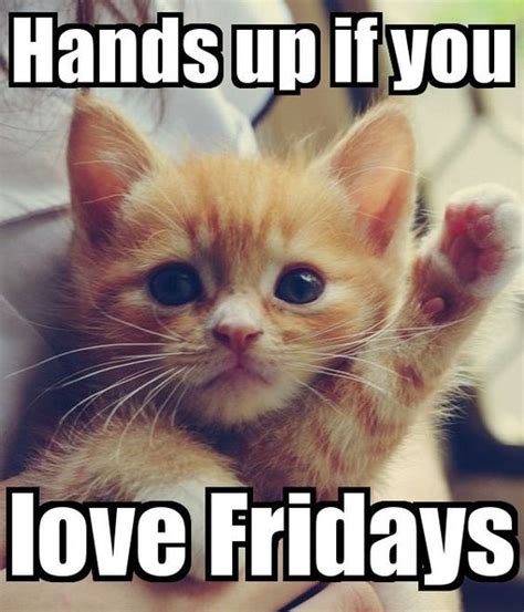 Funniest Friday Cat Meme Quotesbae