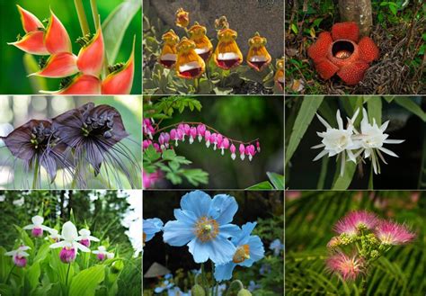 27 Of The Most Rare Flowers In The World Bouqs Blog