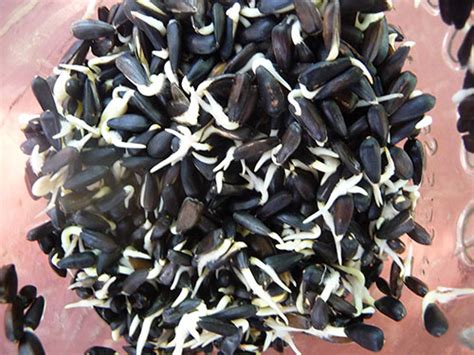 How long does it take for seeds to sprout? How to Grow Sunflower Sprouts, A Tasty Chorophyll-Rich ...