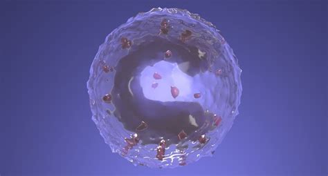 单核细胞3d模型 Turbosquid 1351009